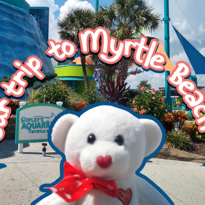 Videography Portfolio Button